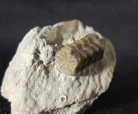 Sonstige - Divers - Balanocrinus subsulcatus (MNSTER in GOLDFUSS 1831)